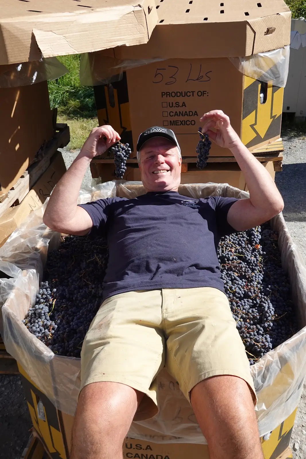 A Cellar Beast team member in a bin of freshly picked grapes