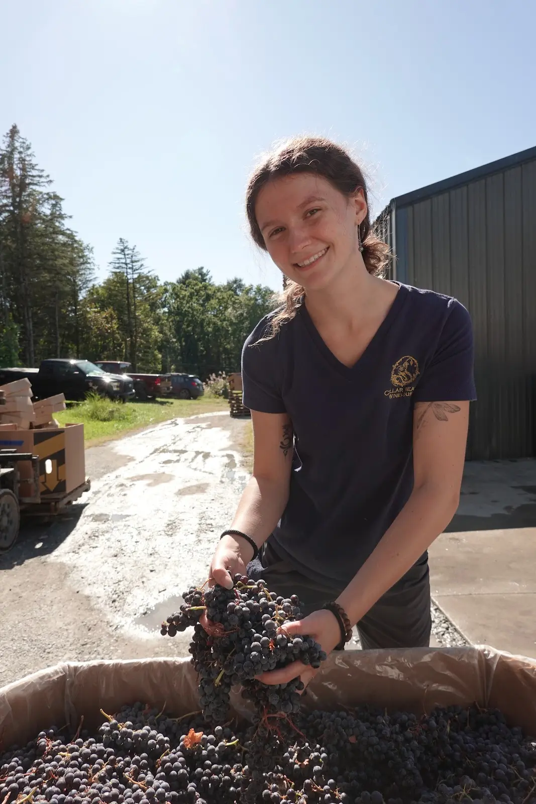 Cellar Beast team member sorting a cluster of red grapes at the crush pad