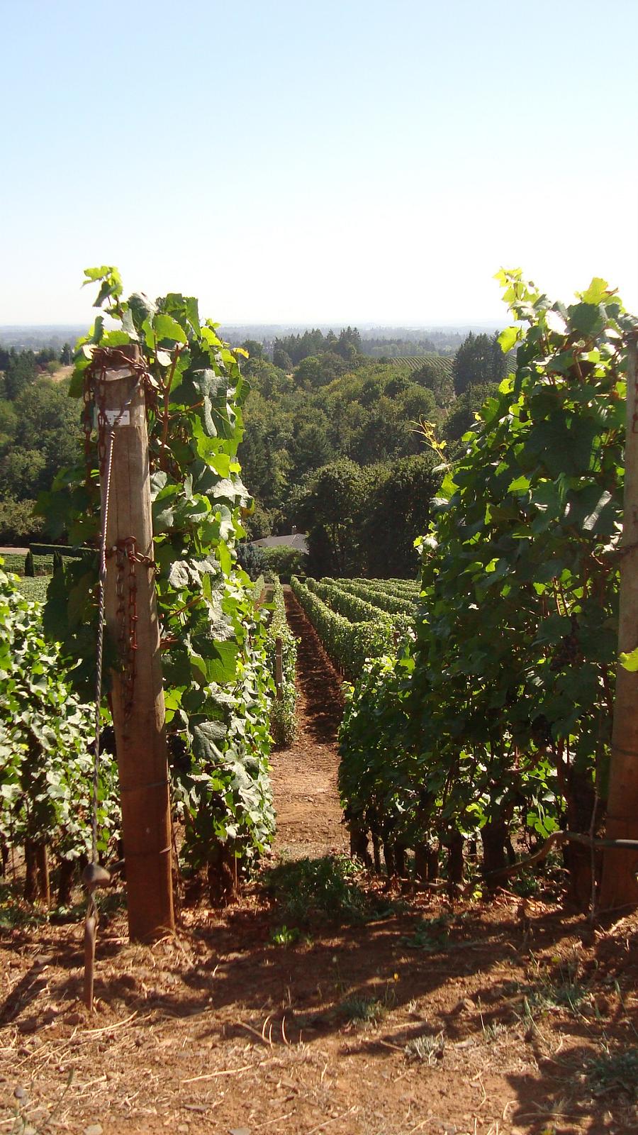 Willamette Valley AVA, Oregon