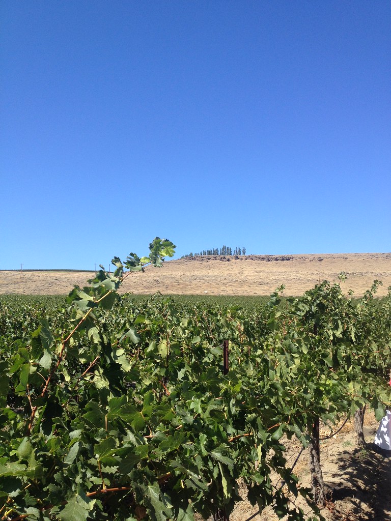 Horse Heaven Hills AVA, Washington